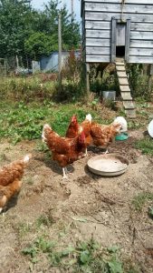 20190723 142916 HDR resized 169x300 - 2Caroline and Simon's chickens. They are Shared Lives South West carers