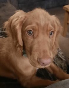 20211118 191752x 234x300 - Dog - Shared Lives South West Carer Sarah