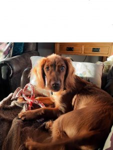 20211224 144216x 226x300 - Dog 2 - Shared Lives South West Carer Sarah