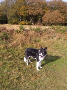 Sally 2019 Jessie dog 225x300 - Sally 2019 Jessie dog