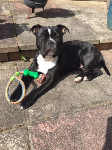 IMG 3334 225x300 - Alfie the dog of Shared Lives South West Carer Carol