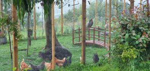 2021 Hen home 300x142 - Hen Home of Shared Lives South West Carer Kinny