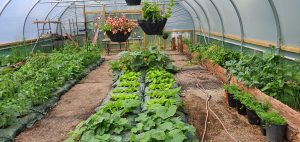 2021 in the polytunel2 300x142 - Greenhouse of Shared Lives South West Carer Kinny