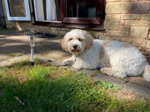 Teddy the dog 300x225 - Dog of Shared Lives South West Carer Mel