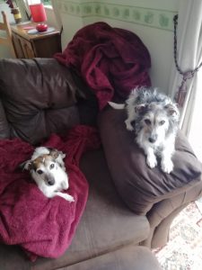 dogs 225x300 - My Dogs - Shared Lives South West Carer Louis