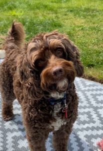 alfie 206x300 - Alfie the Sproodle - Shared Lives South West Carer Alex