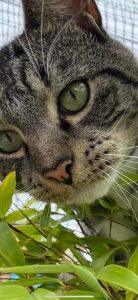 2022 Karen Miles cat Jack 1 138x300 - Cat - Shared Lives South West Carer Karen