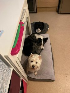 2022 Karen Miles pets 225x300 - Pets - Shared Lives South West Carer Karen