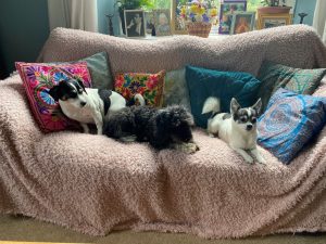 pets 300x225 - Pets - Shared Lives South West Carer Sam