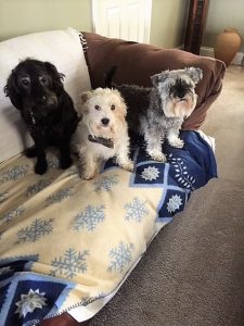 9. dogs 225x300 - Dogs - Shared Lives South West Carers Allan & John