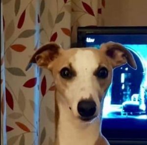 Wilma e1683641056968 300x295 - Vilma the Whippet - Shared Lives House - South West Carers Malcolm and Violet